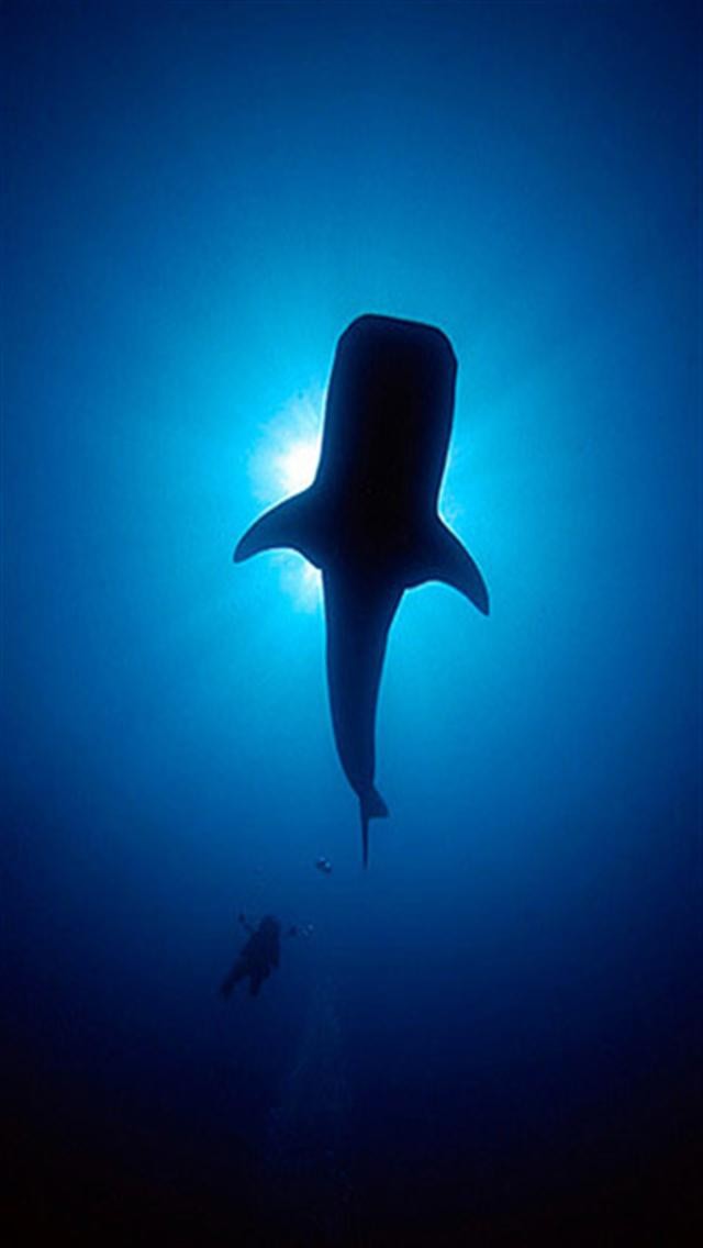 Whale iPhone Wallpaper Shark Animal