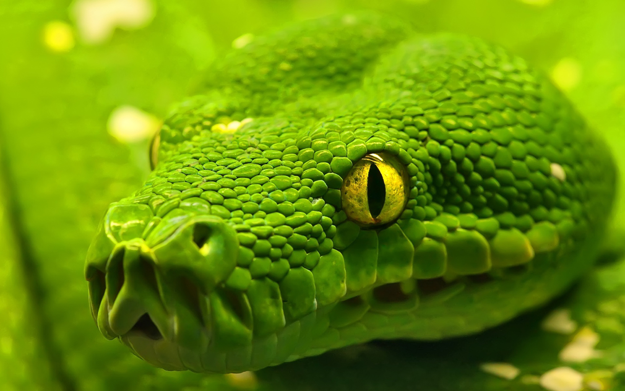 Green Snake Wallpaper Wide Screen HD Pictures White