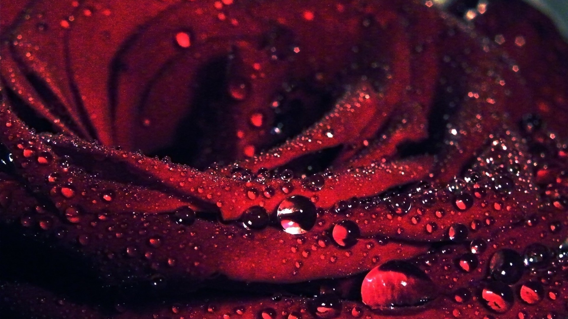 Water drops on red rose wallpaper 3978