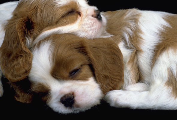 Wallpaper Cavalier King Charles Spaniel Dream Puppy Dog