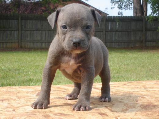 Facts About American Pit Bull Terrier