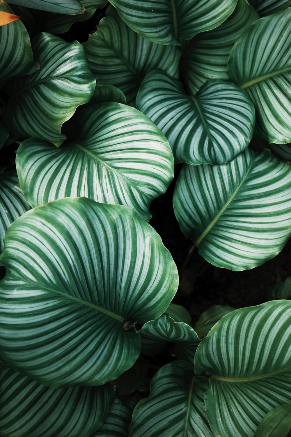 Green And White Leafed Plants Photo Plant Image