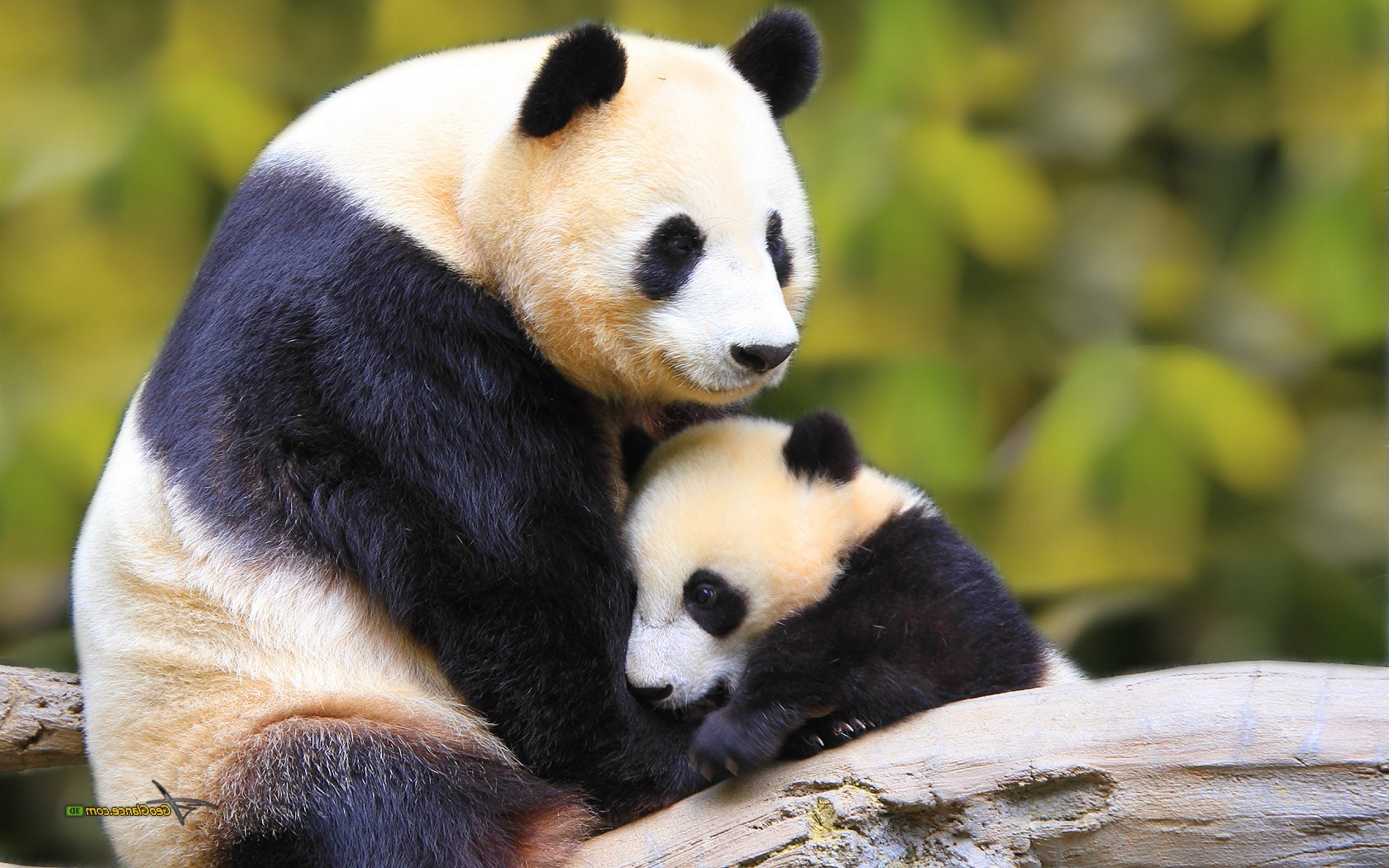 Free download Cute Baby Panda Wallpaper Images amp Pictures Becuo  [1680x1050] for your Desktop, Mobile & Tablet | Explore 71+ Cute Panda  Background | Cute Panda Wallpapers, Panda Wallpaper, Cartoon Panda Wallpaper