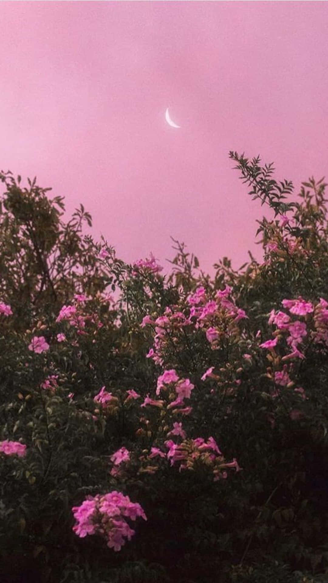 A Refreshing Cool Pink Aesthetic Wallpaper