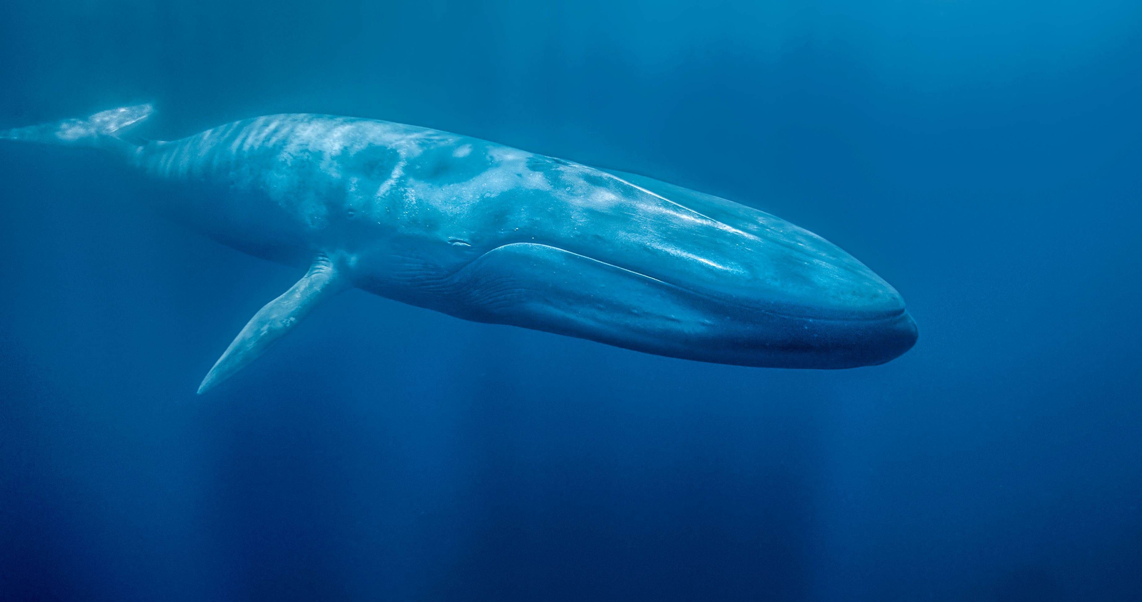 Blue Whale Wallpaper  1152x720
