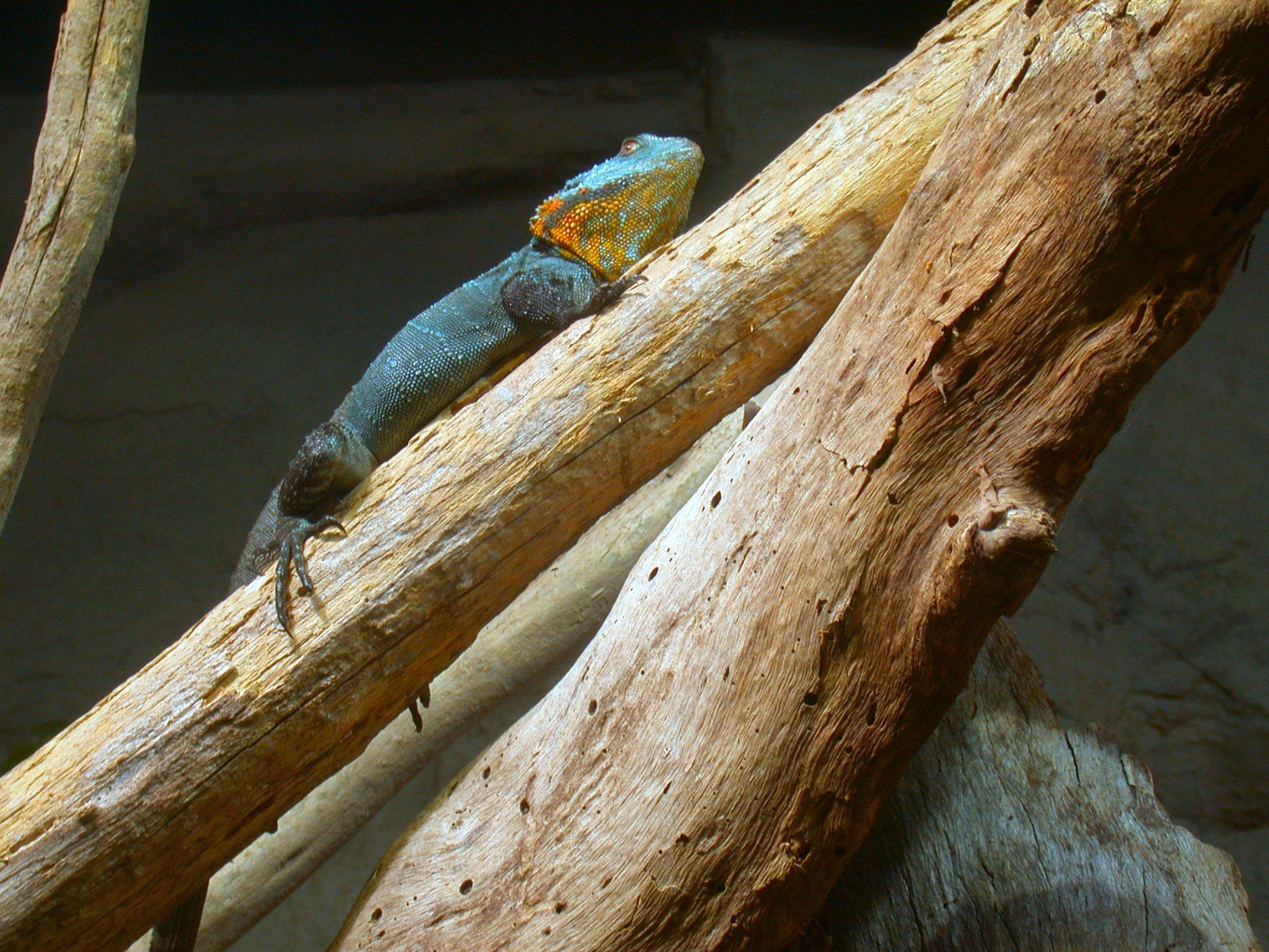 Bearded Dragon Wallpaper