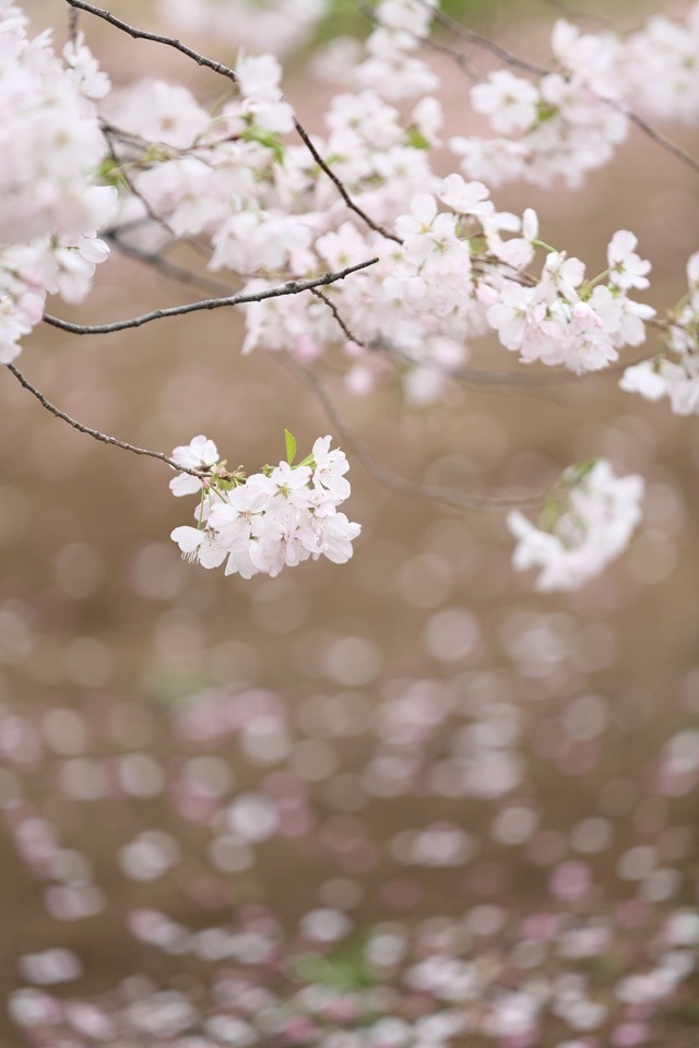 White Cherry Blossoms iPhone Wallpaper