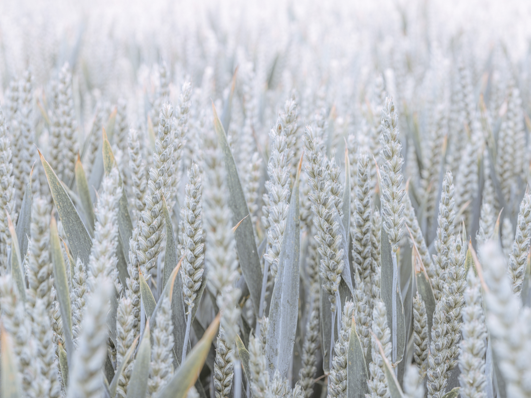 Wheat Field Wallpaper