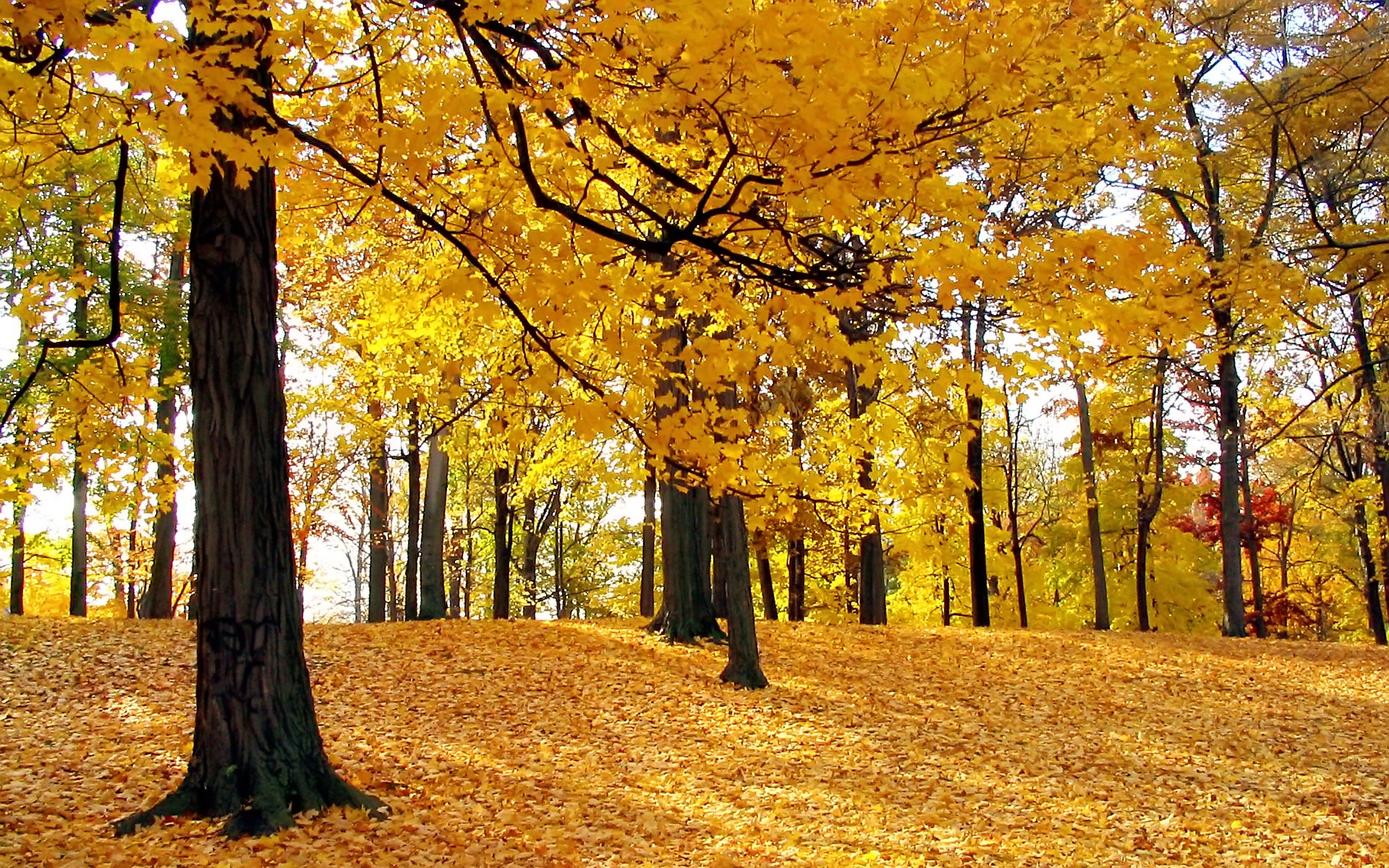 Yellow Tall Trees HD Wallpaper Forest Nature
