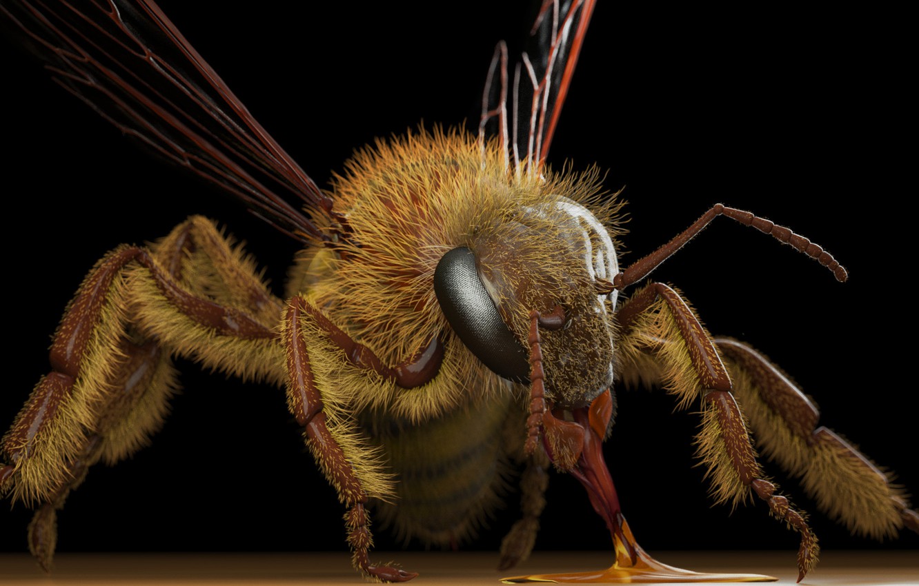 Wallpaper Osa Art Eric Keller Apis Mellifera Honey Bee Image