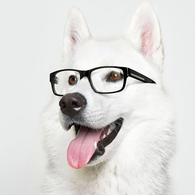 Cute Dog iPad Wallpaper Background Retina HD