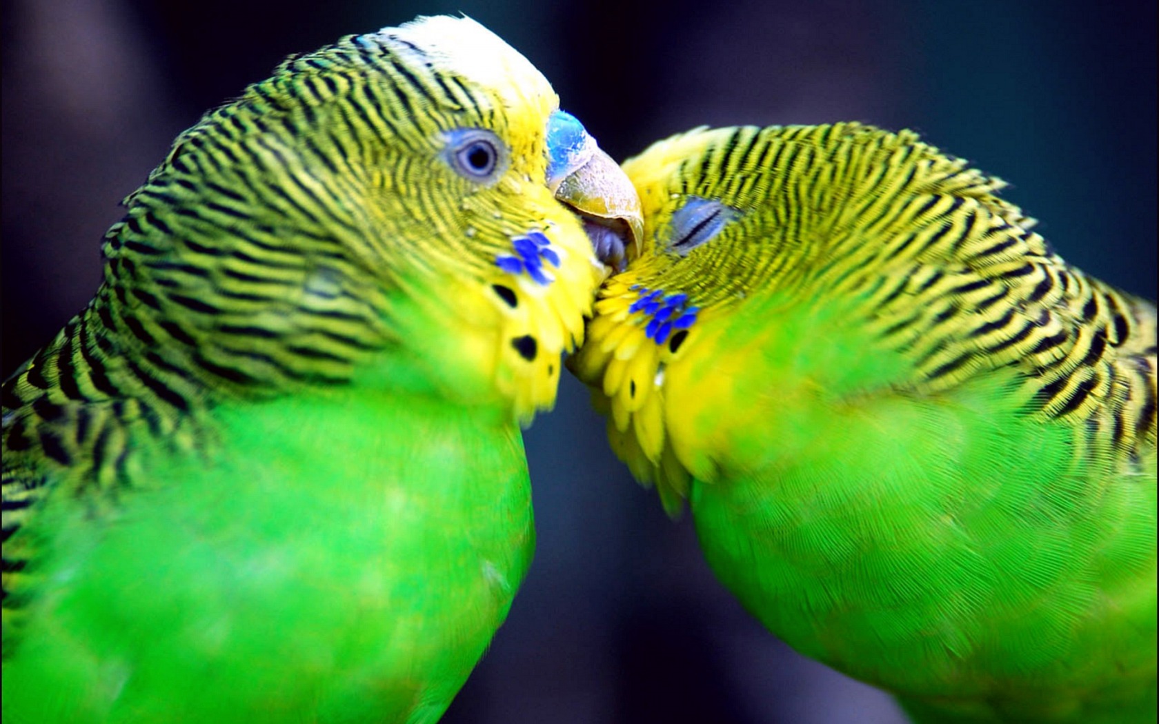 Parrots In Love Wallpaper Animals Jpg Format