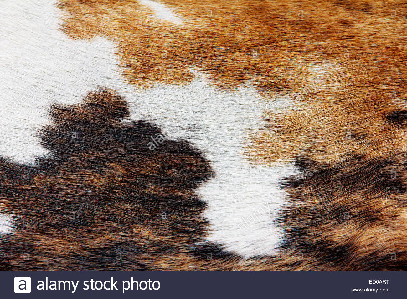 Cowhide stock image Image of background western hanging  1563673
