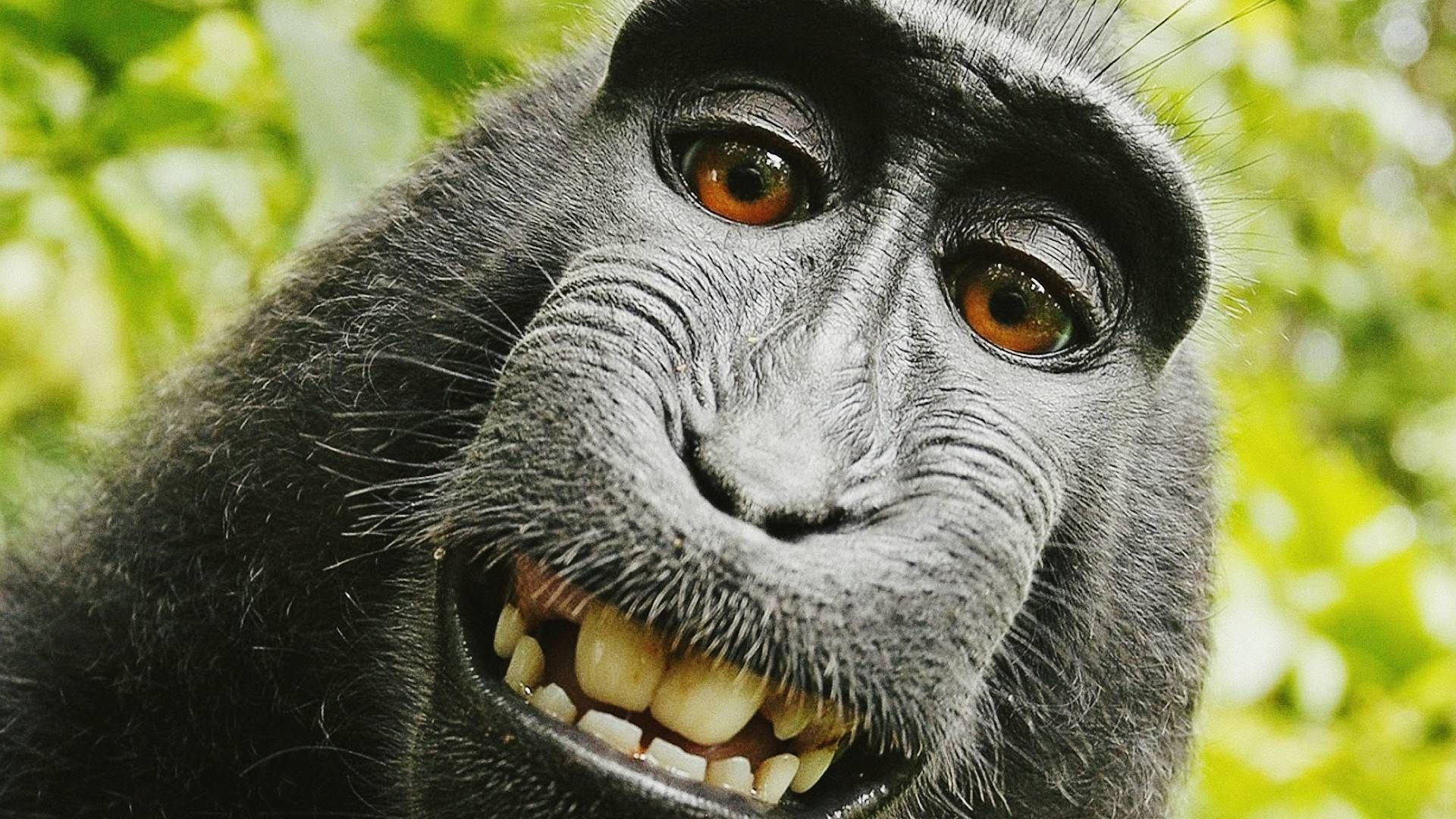 Download Funny Monkey Selfie Shot Wallpaper