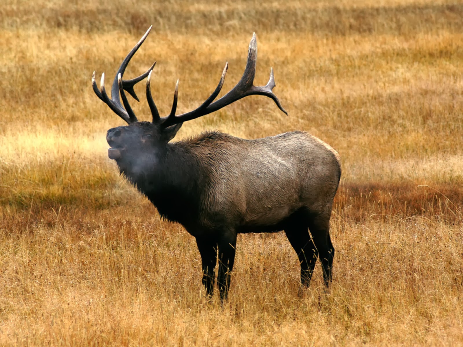 Wallpaper Elk