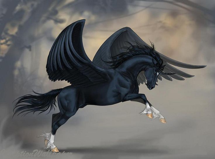 Pegasus Winged Horse Wallpaper Black
