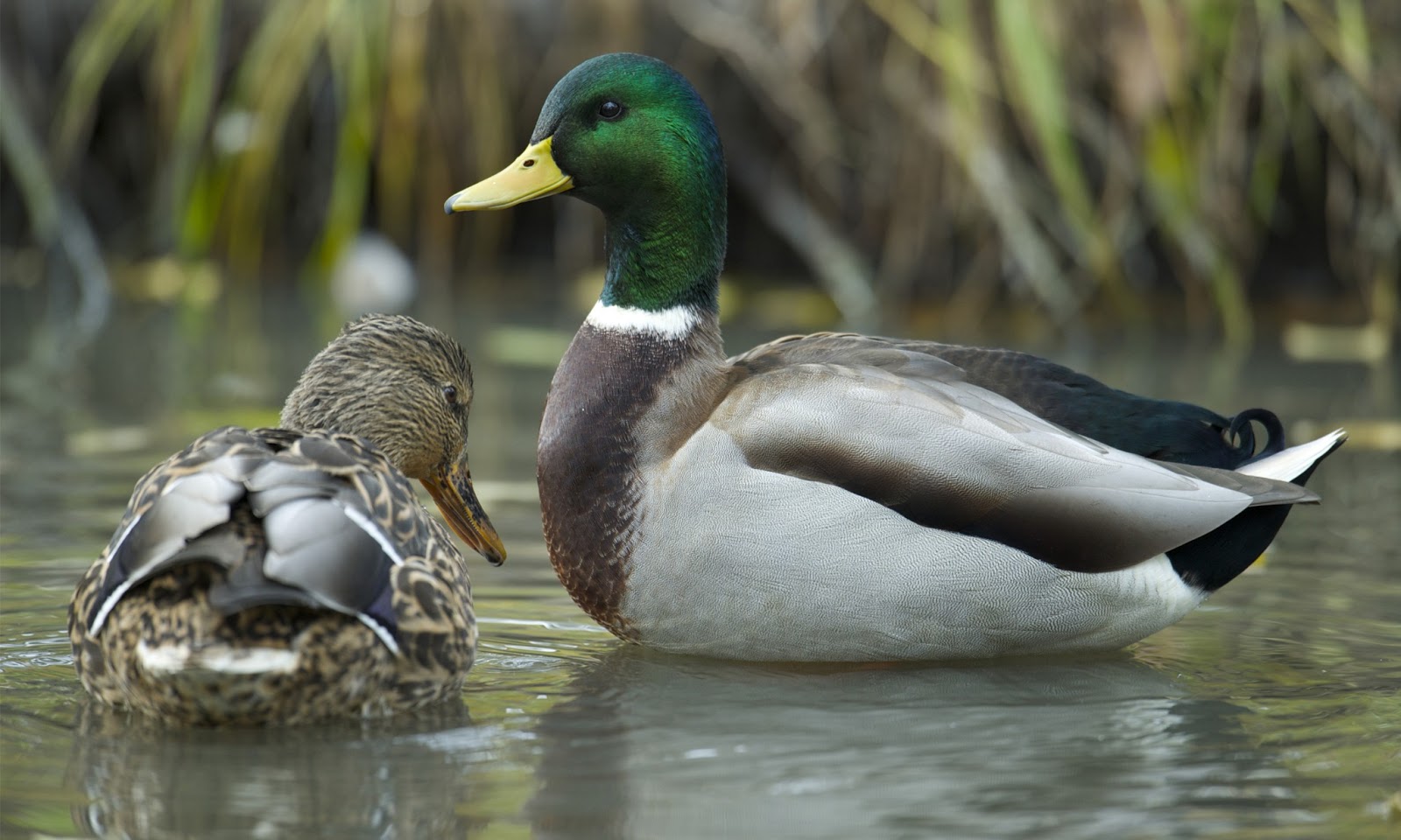 Reproduction Mallard Duck Threats And More