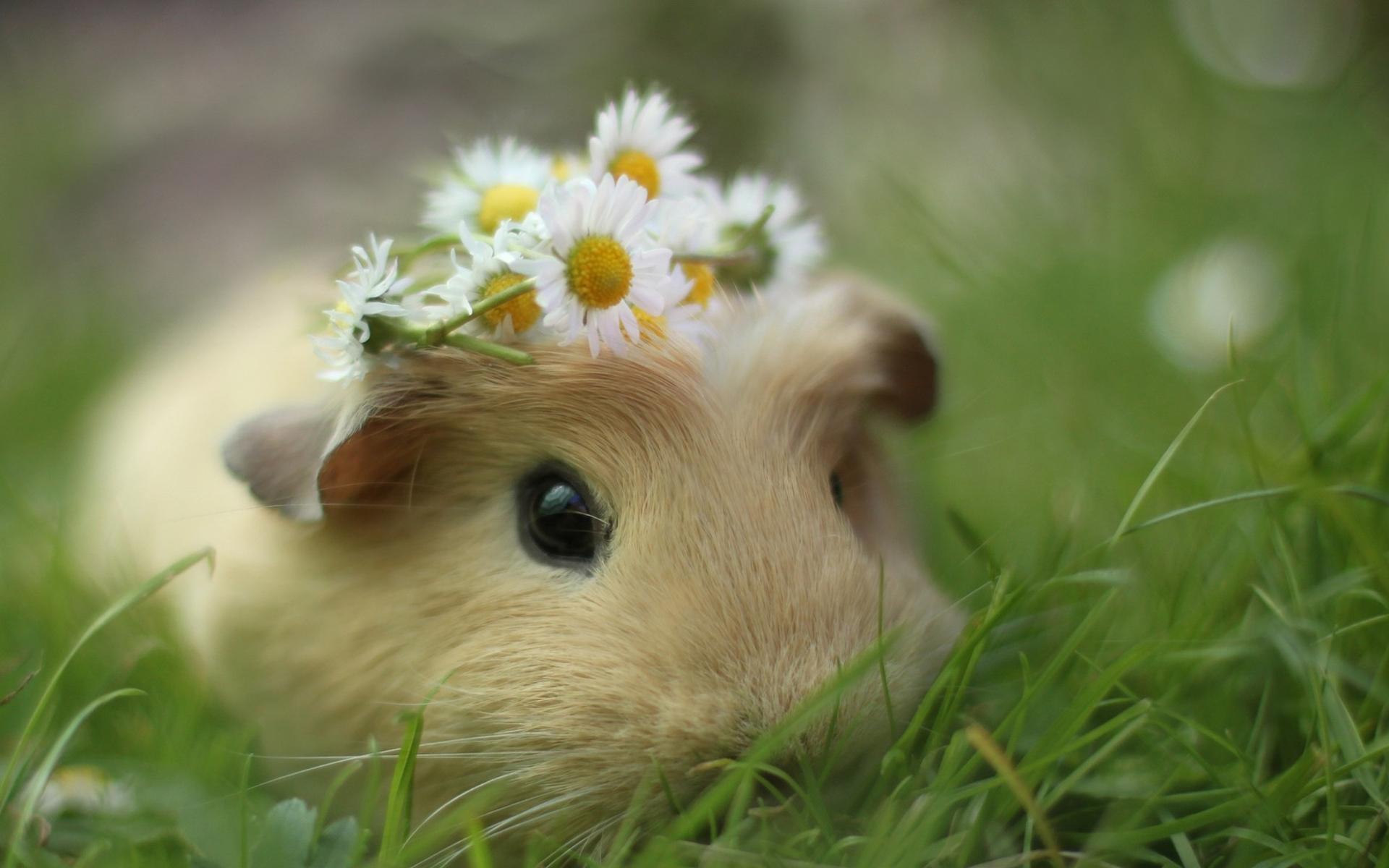 Hamster Background Wallpaper