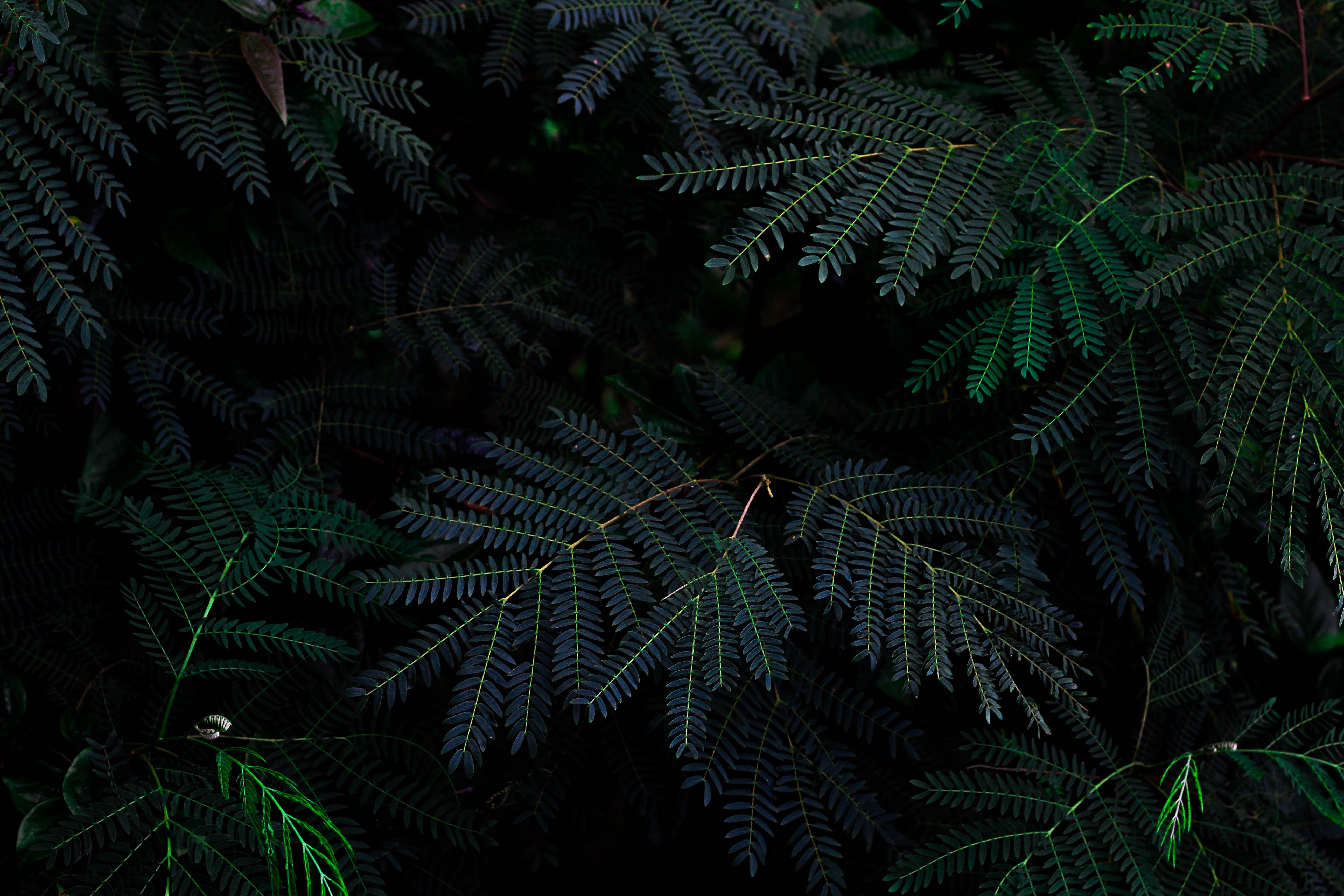 HD Wallpaper Up Close Photo Of Dark Green Pine Tree Limbs In A
