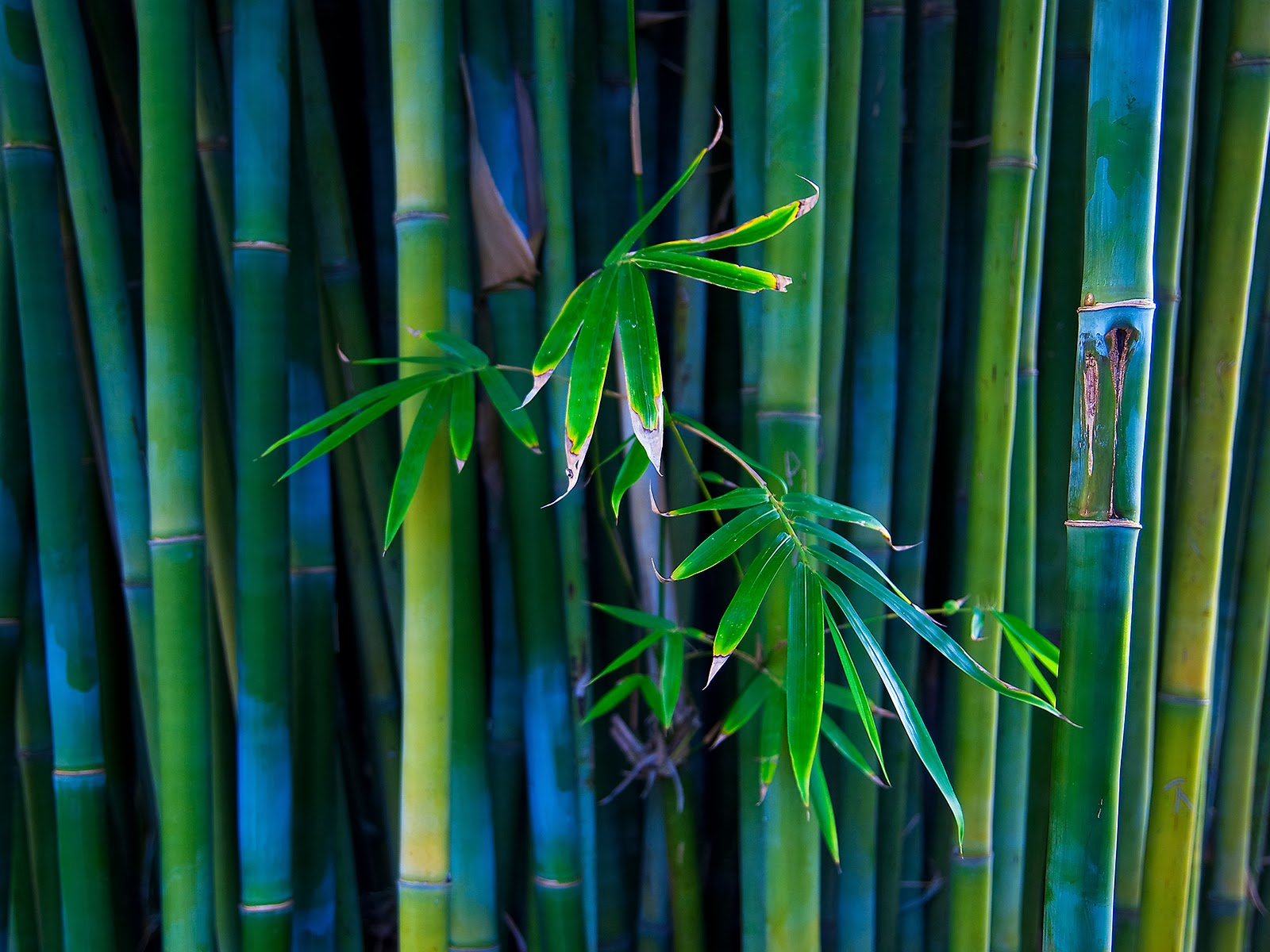  76 Bamboo Desktop Wallpapers WallpaperSafari