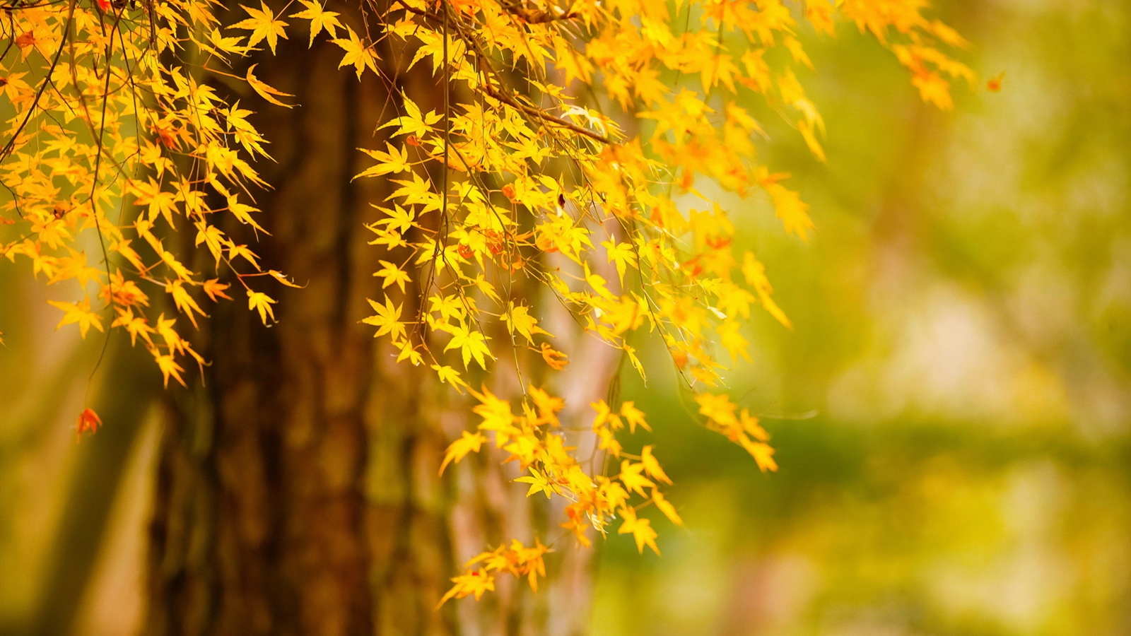 Wallpaper Autumn Tree Yellow Leaves Nature Scenery HD