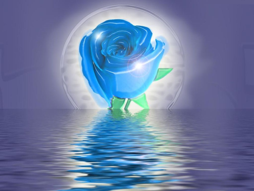 Pictures Image And Photos 3d Wallpaper Love Rose