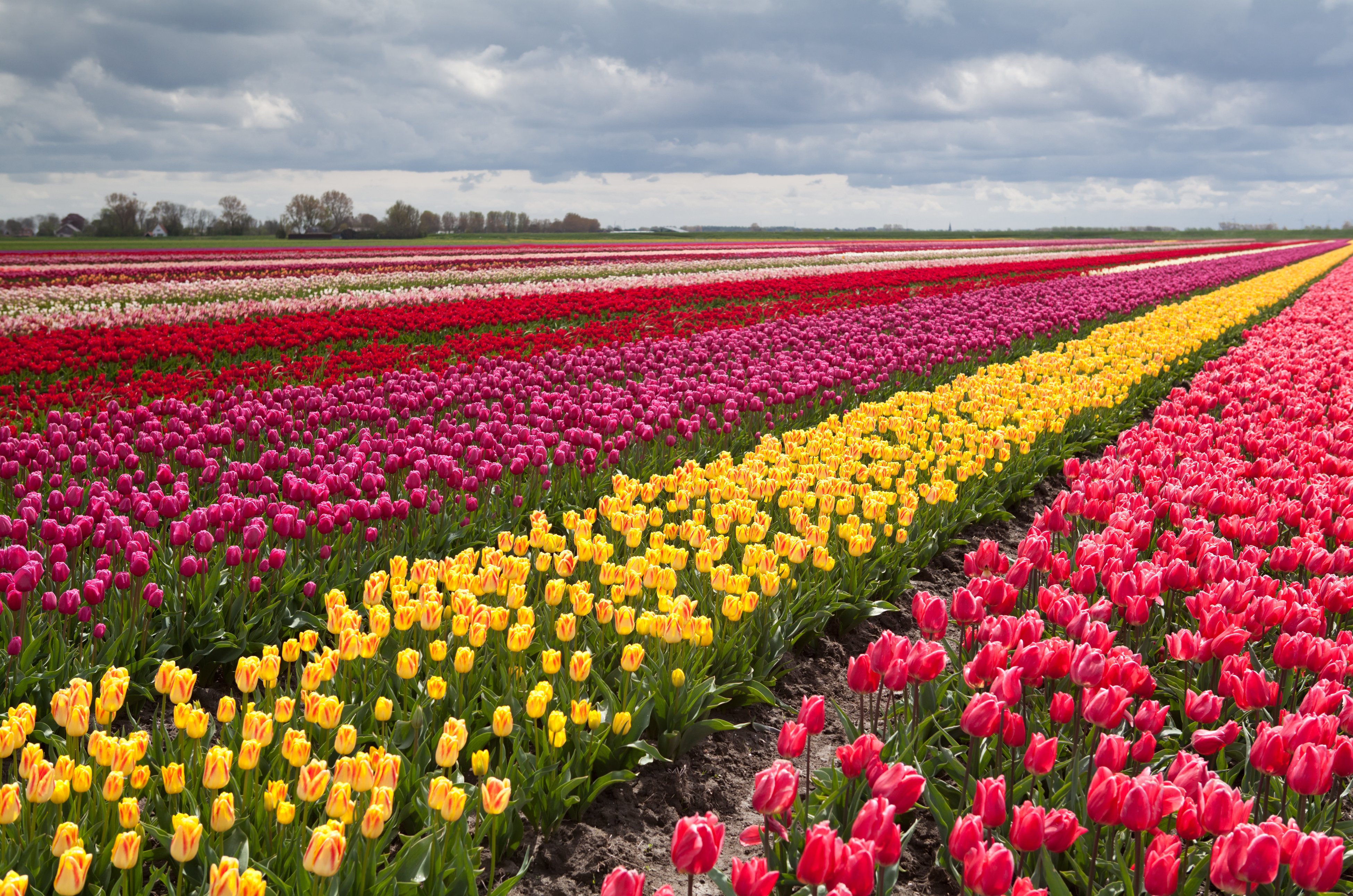 Tulip Fields Tulips Field Flower Flowers Wallpaper HD