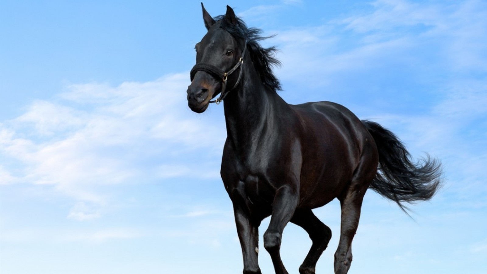 Black Horse Wallpaper Of Animals 1600x900 pixel Popular HD Wallpaper