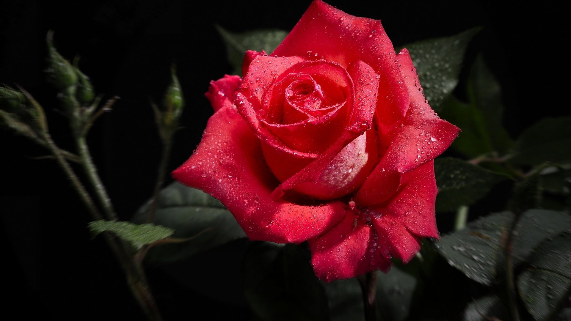 Wallpaperpoints Red Rose HD Wallpaper Full Points
