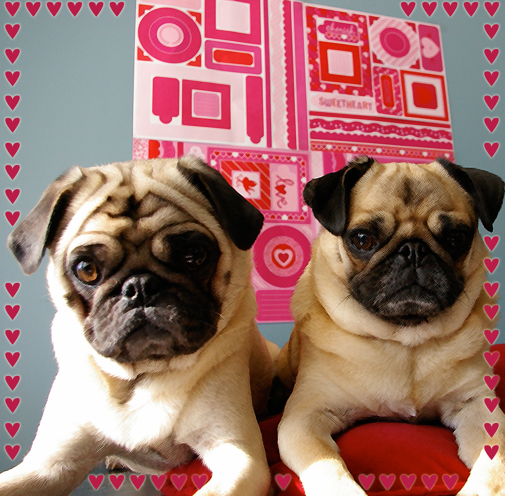 Two Cute Valentine Pug Dogs Photo And Wallpaper Beautiful