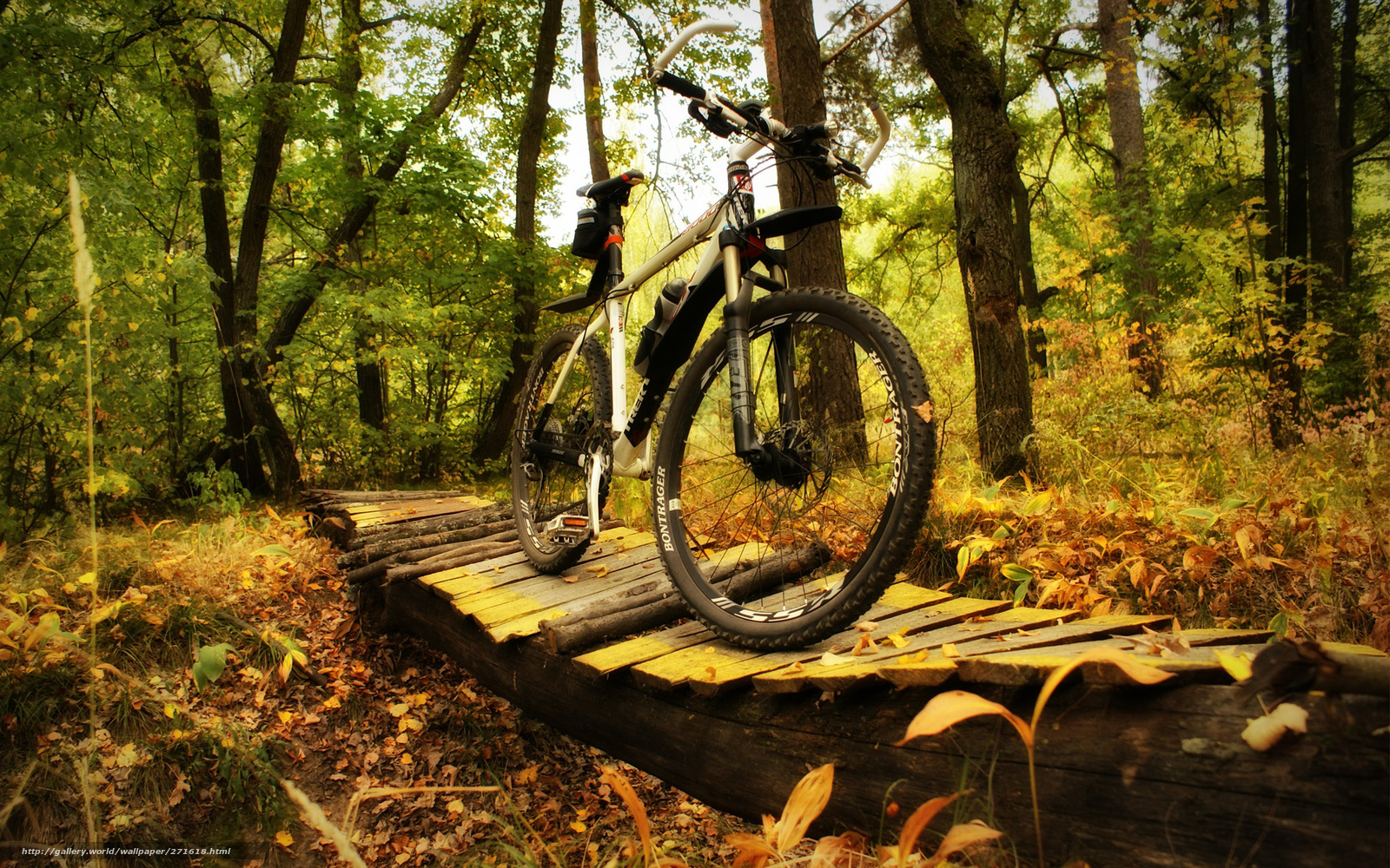 Wallpaper Bike Bicycle Forest Trek Desktop