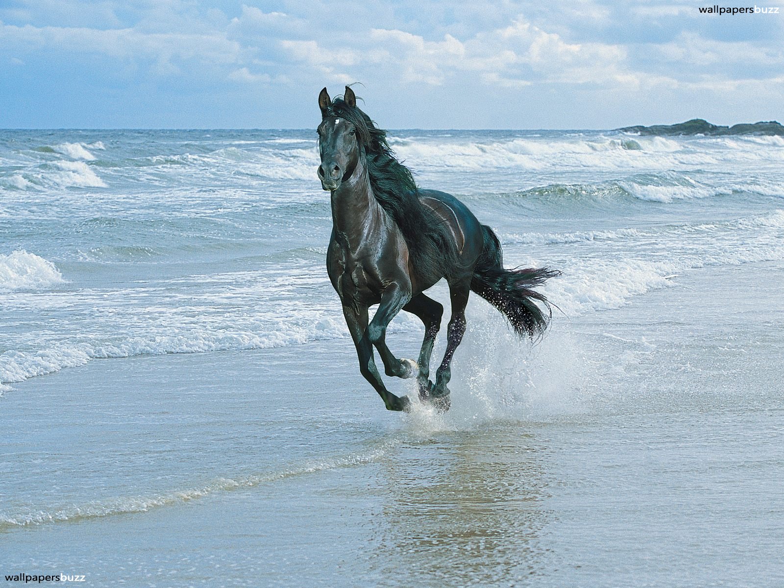 A Running Black Horse HD Wallpaper
