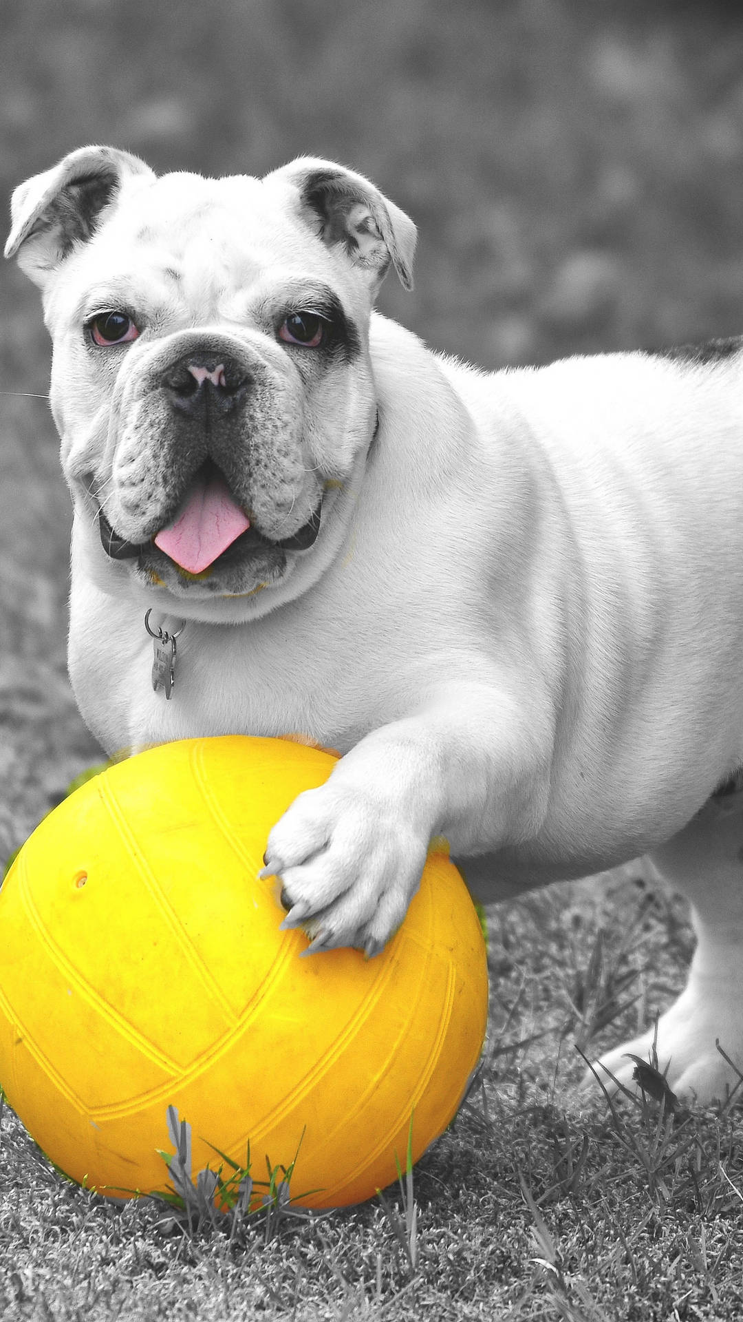 English Bulldog Wallpaper
