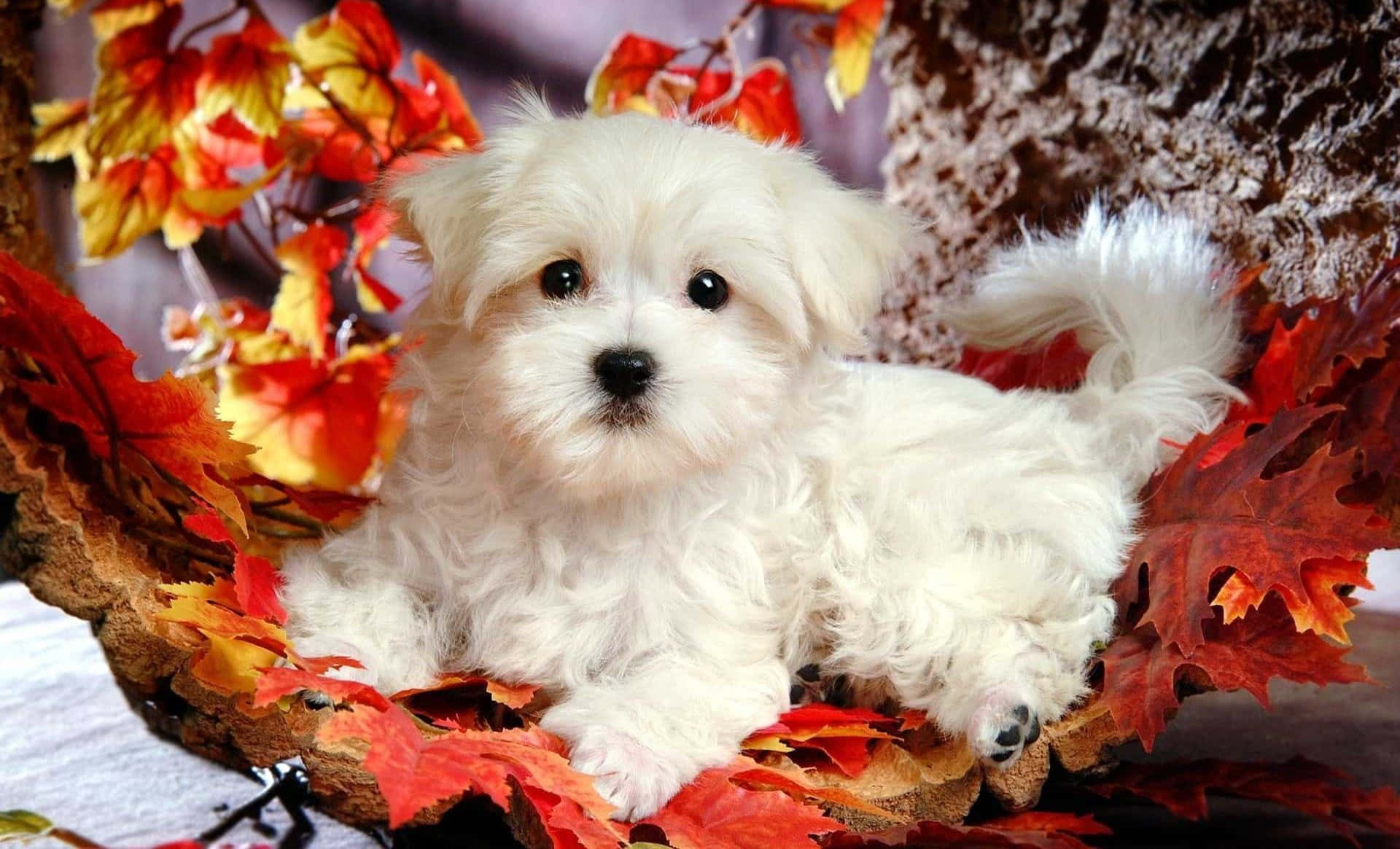 Pink Puppies Wallpaper