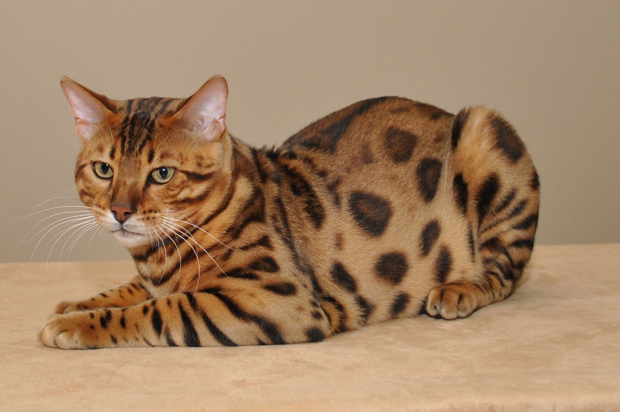 Red Bengal Cat HD Wallpaper Background Image