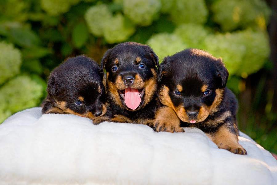 Three Cute Rottweiler Puppies On A Blanket Puppies Wallpaper Picture