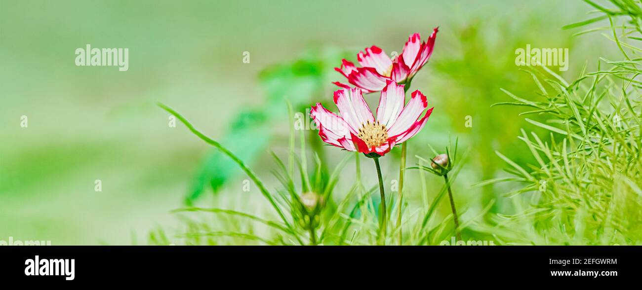 Banner with beautiful white red cosmos flower in natural green