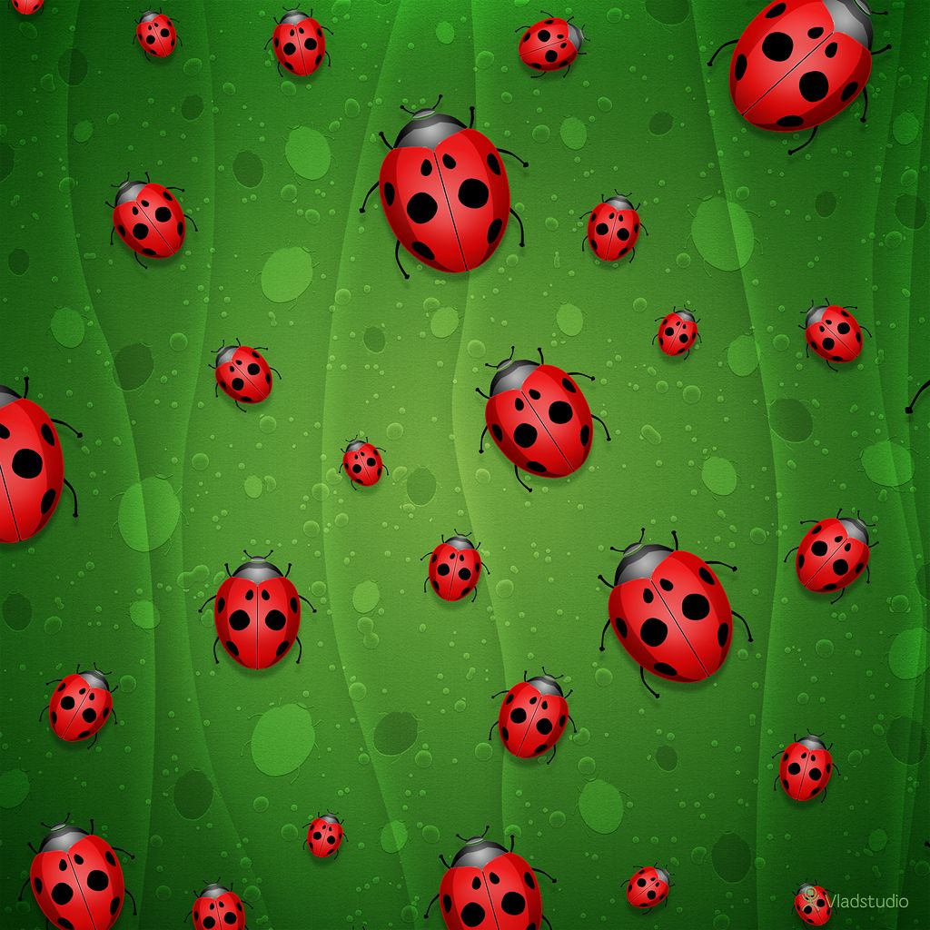 Ladybugs L Wallpaper iPad Ladybug Love Bugs