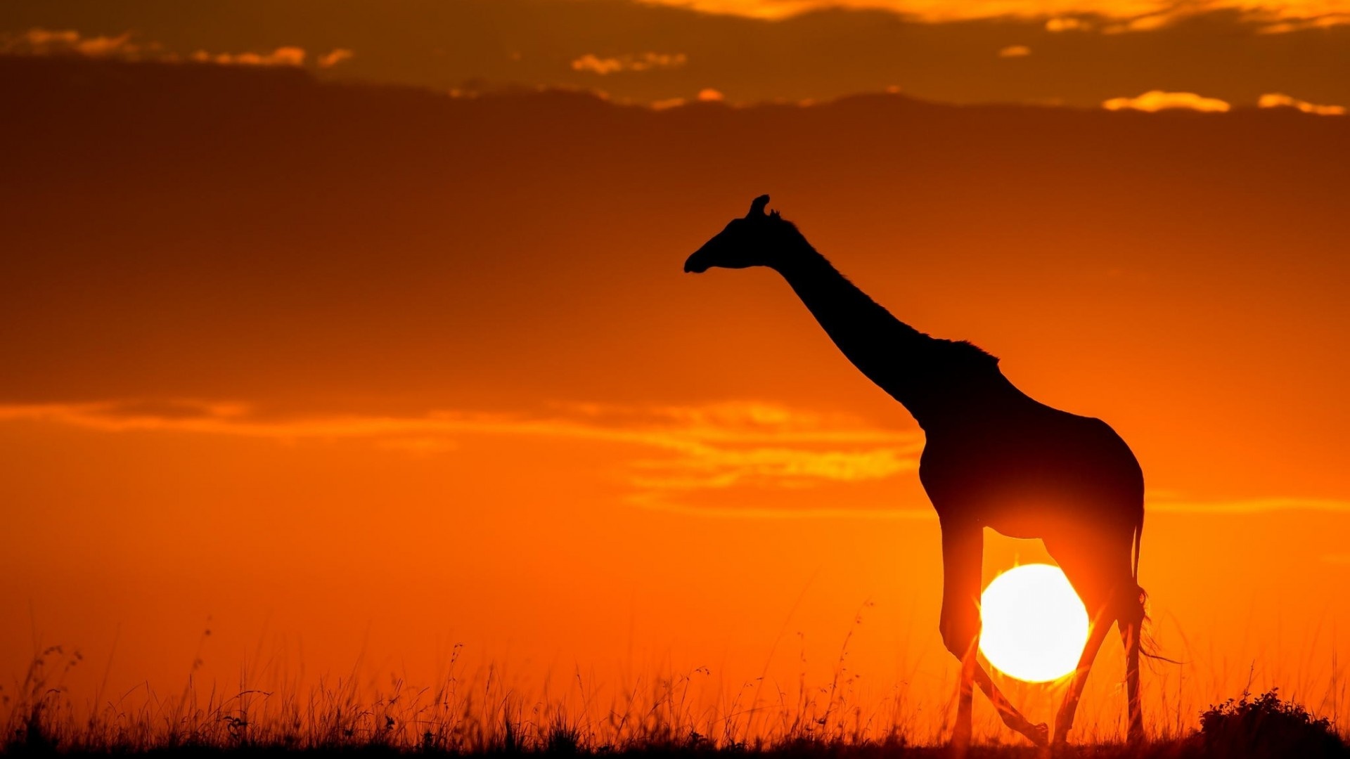 African Animals Wallpaper HD