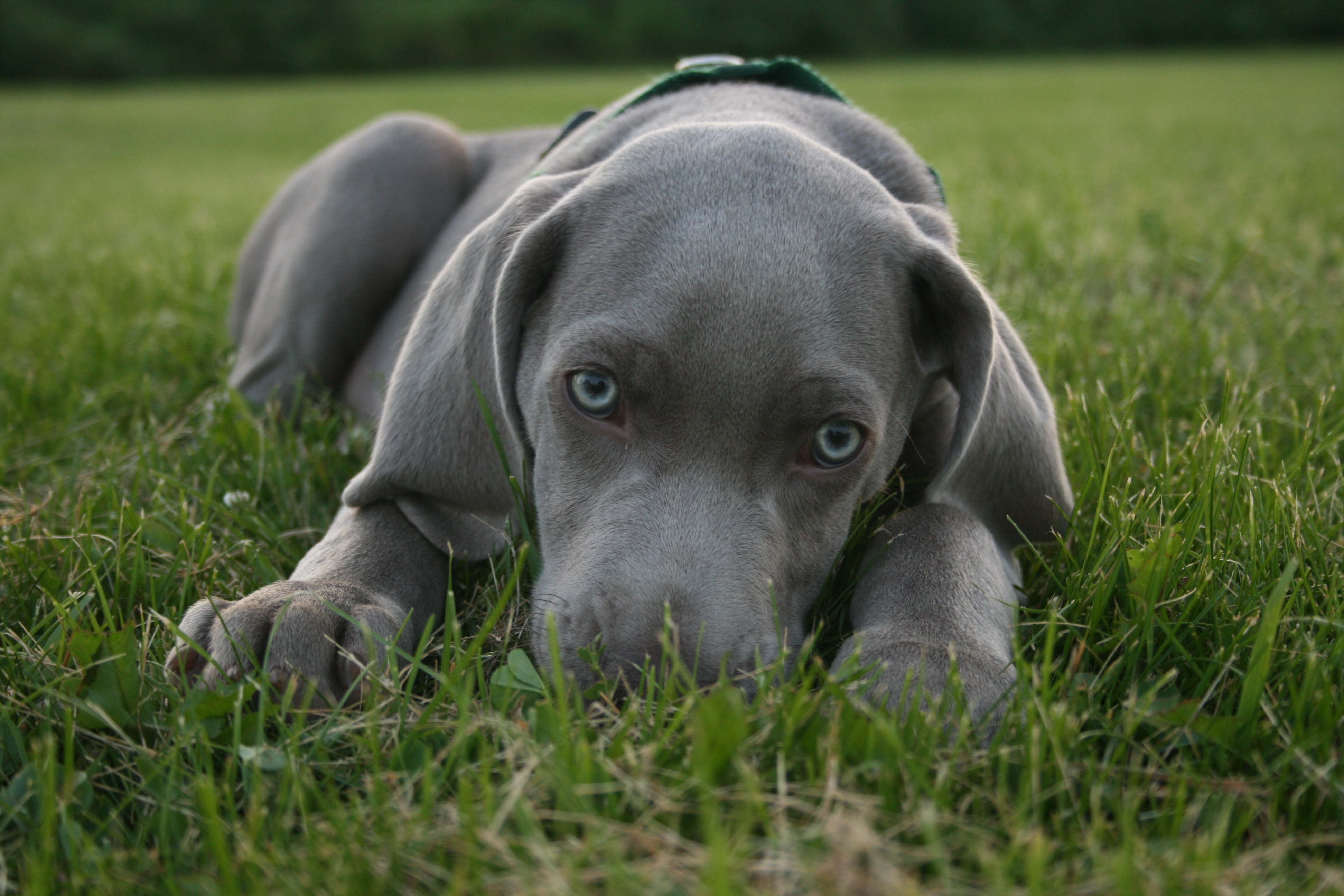 Lovely Blue Eyed Weimaraner Dog Wallpaper Prices