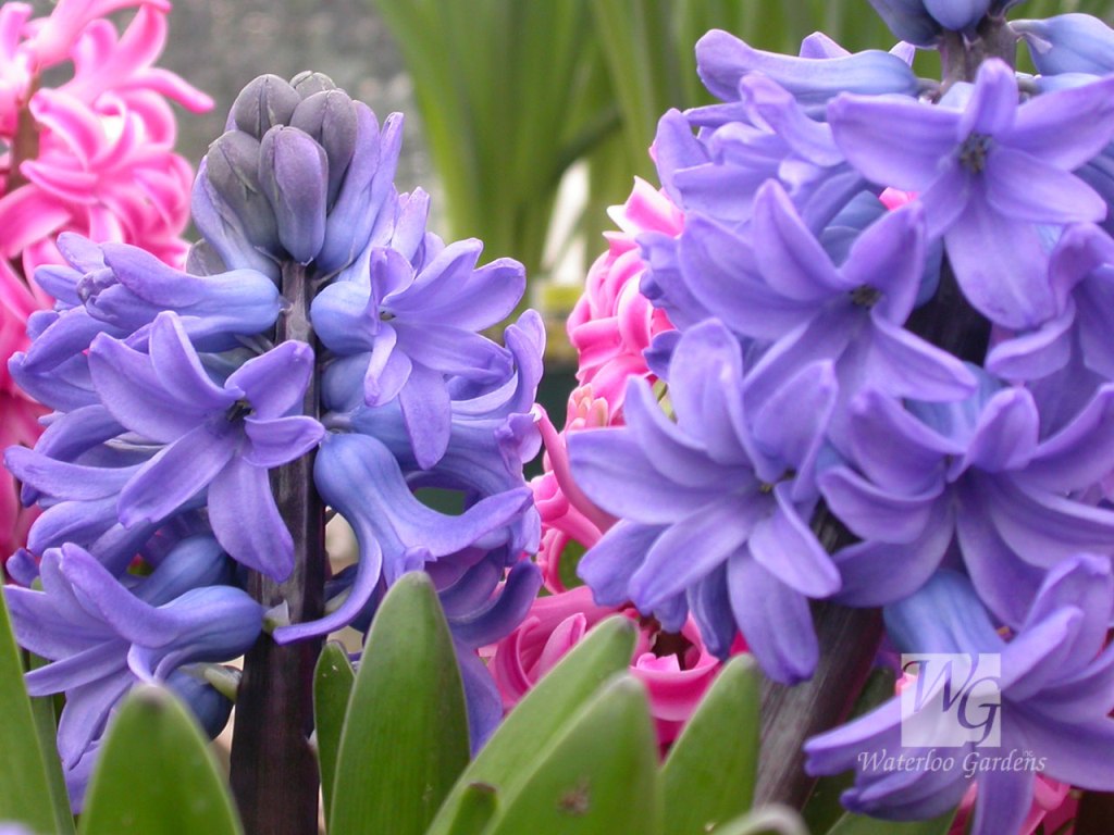 Hyacinth HD Wallpaper Sa
