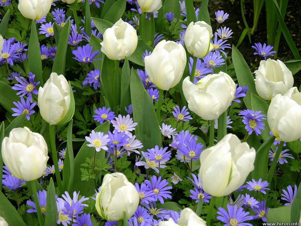 White Flower Wallpaper