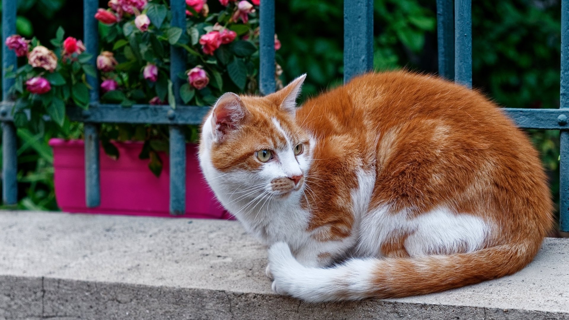 A ginger and white cat sits on a concrete ledge in front of a metal fence, with a pink flower box behind it