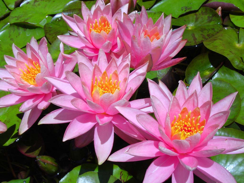 colorado water lilies wallpapers