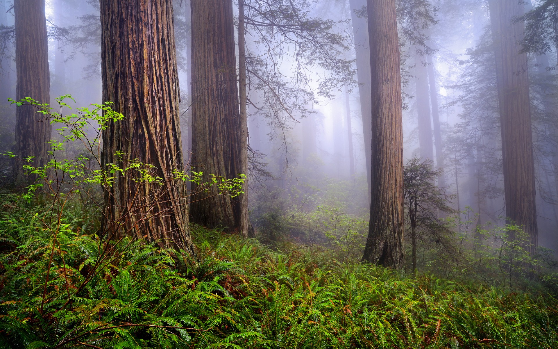 California Redwoods Morning Forest Mist Spring Wallpaper Background