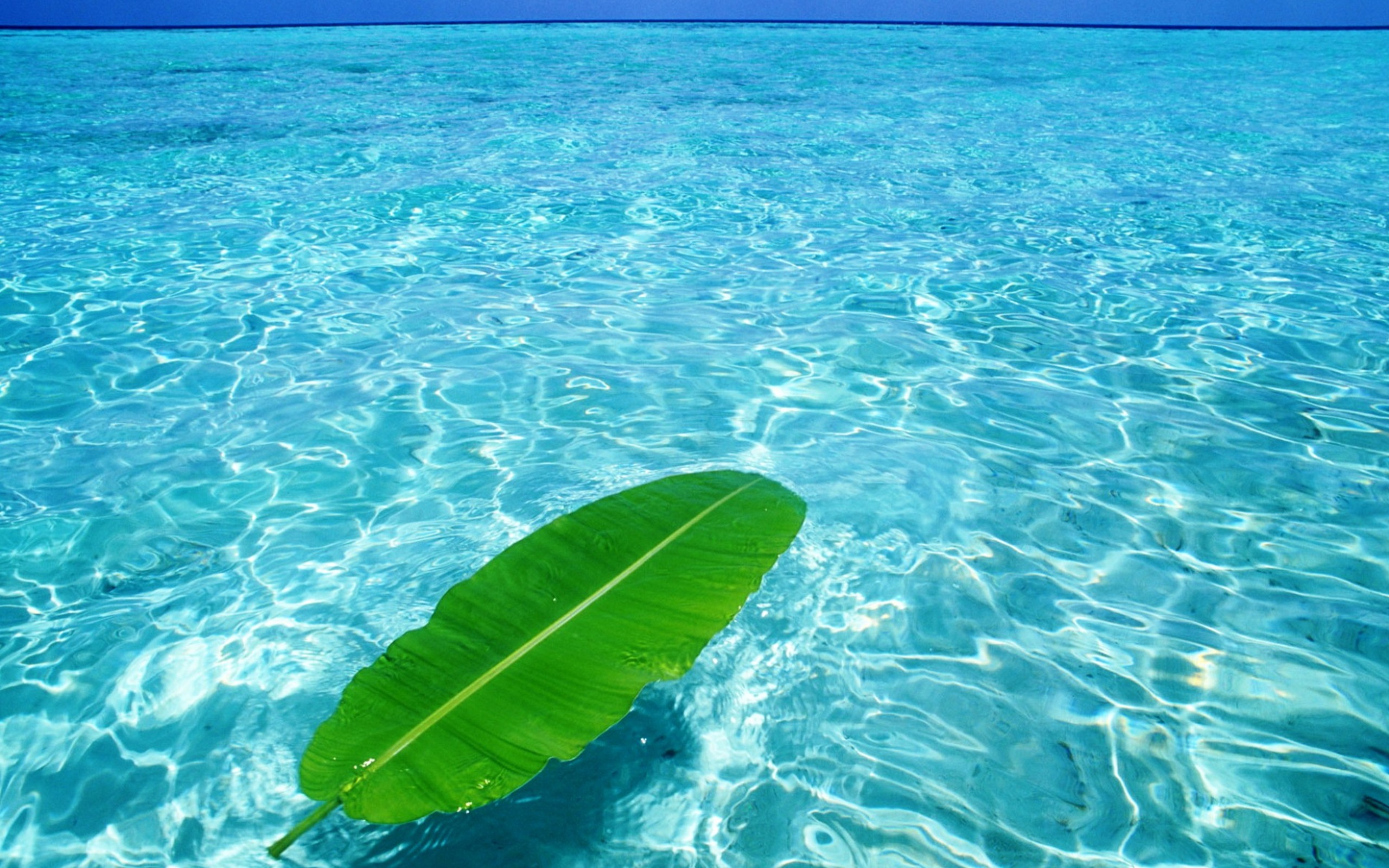Green Leaf Floats On Crystal Clear Water Wallpaper