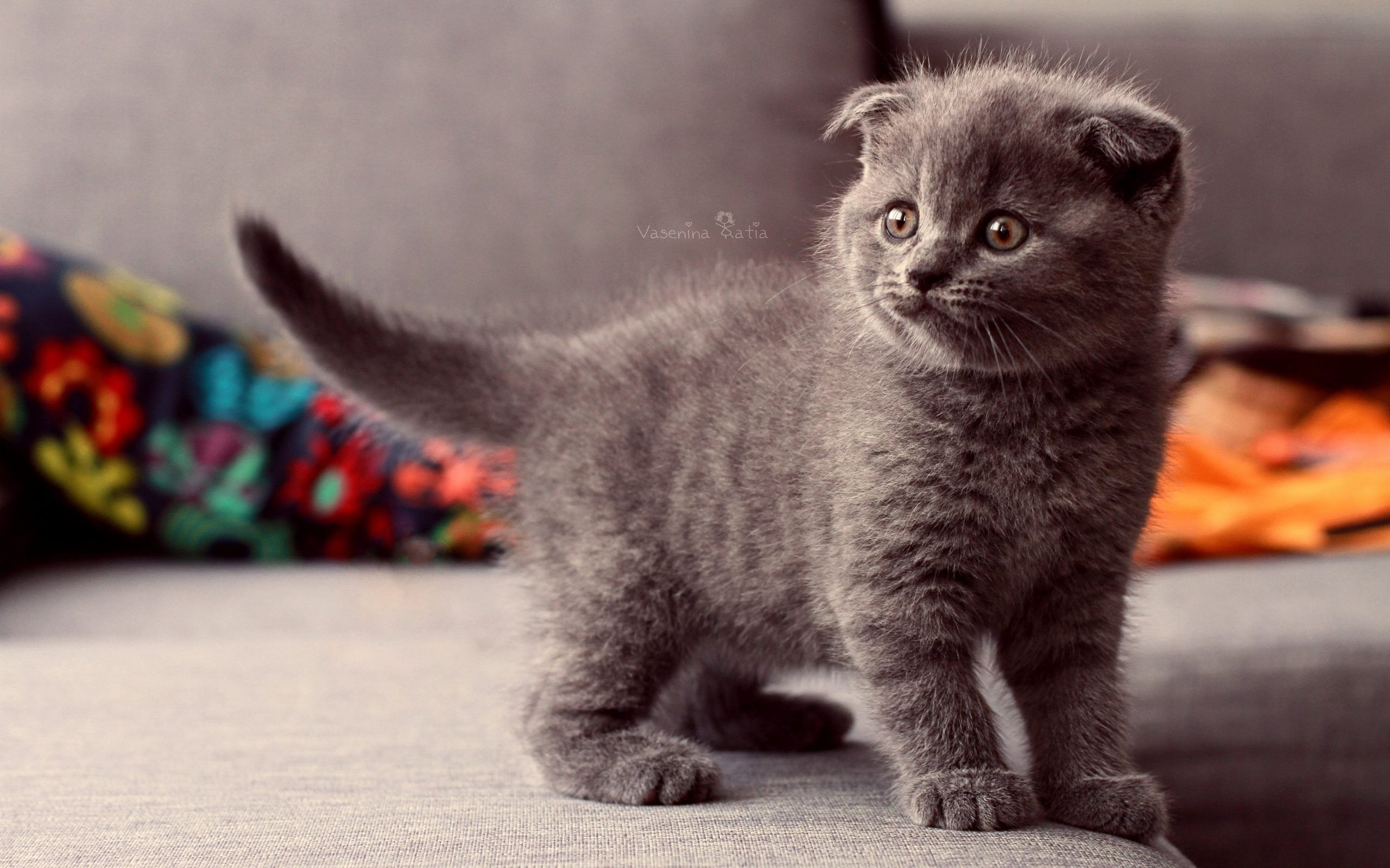 Scottish Fold Kitten Wallpaper Gfxhive