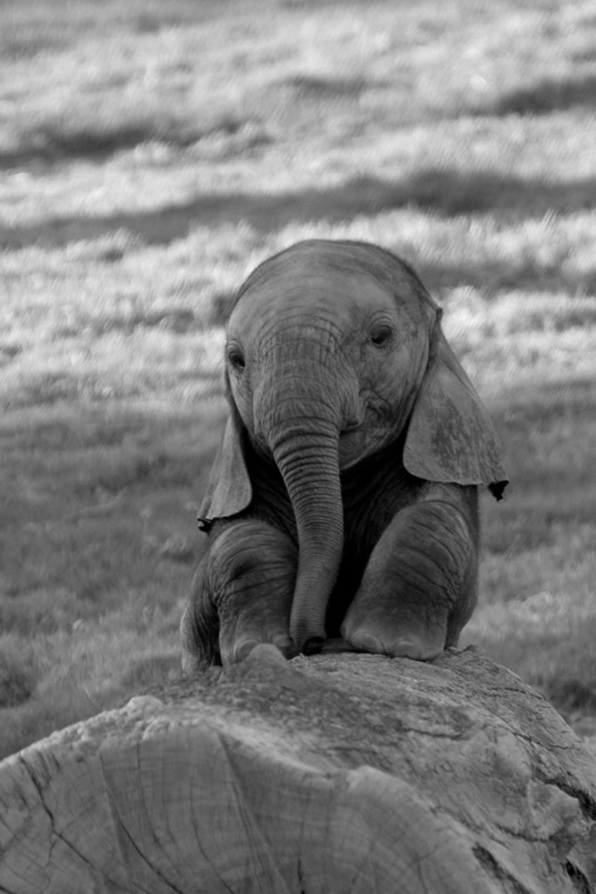 Android Phones Wallpaper Baby Elephant