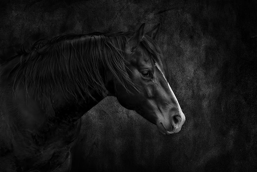 Dark Quarter Horse Stallion On Background Black And White