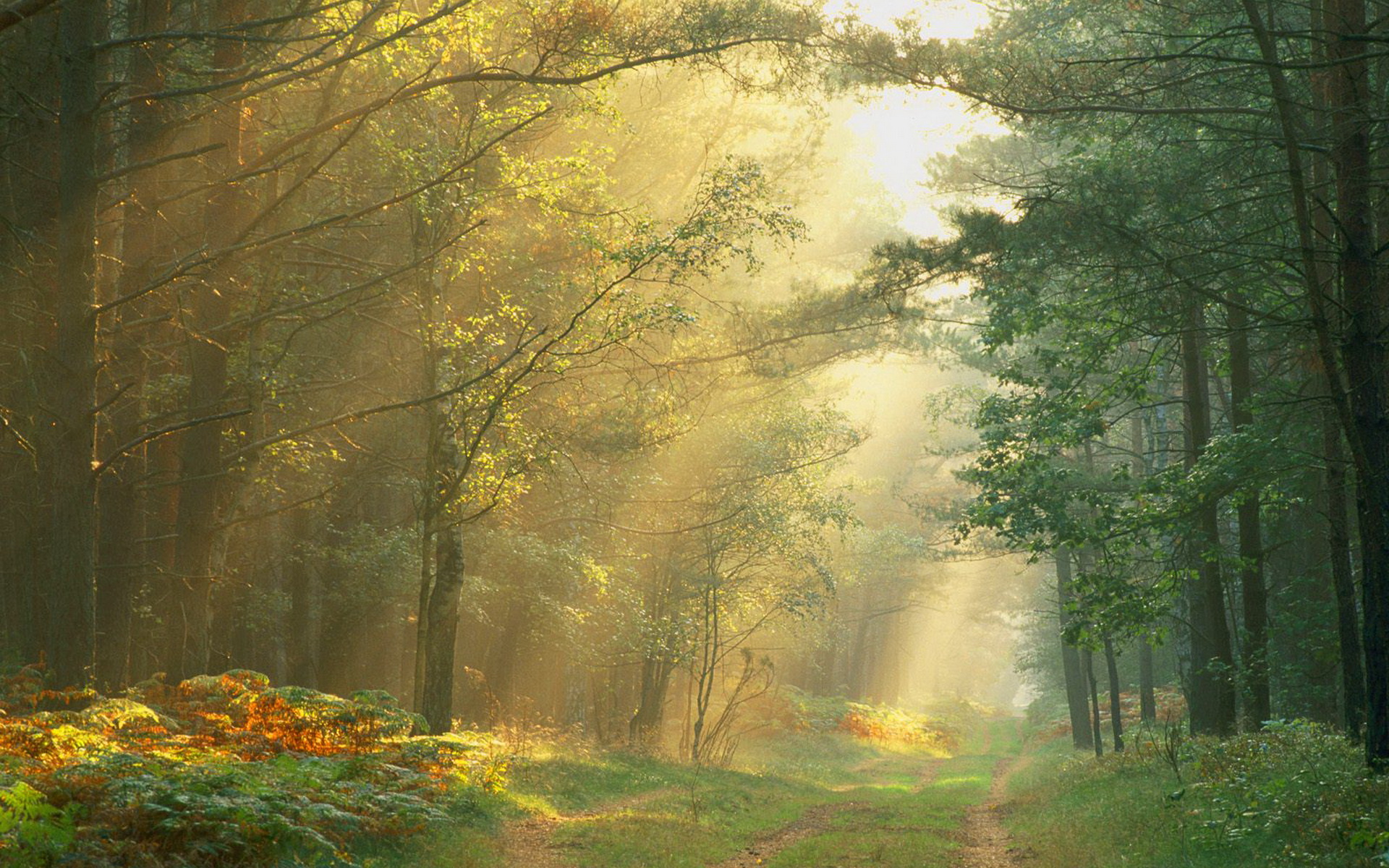 Sun Rays In The Forest Wallpaper